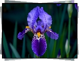 Kwiat, Irys, Fioletowy, AI
