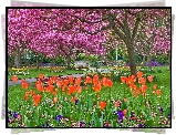 Park, Alejki, Kwitnące, Drzewa, Klomby, Tulipany, Wiosna