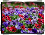 Zawilce, Anemony, Kolorowe, Kwiaty, Łąka