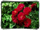 Kwiaty, Balkonowe, Czerwone