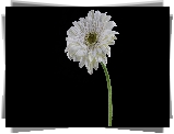 Biała, Gerbera, Ciemne, Tło