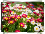 Czerwone, Białe, Stokrotki