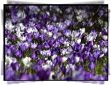 Białe, Fioletowe, Krokusy, Rozmycie