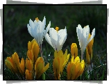 Białe, Żółte, Krokusy