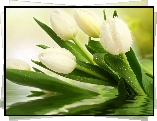 Białe, Tulipany, Krople, Wody