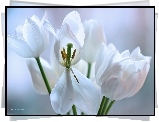 Białe, Tulipany, Kwiaty, Płatki