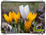 Żółte, Białe, Krokusy