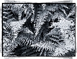 Paprocie, Liście, Czarno-białe