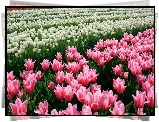 Białe, Różowe, Tulipany, Kwiaty, Plantacja, Wiosna