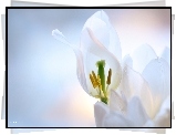 Białe, Tulipany, Płatki, Kwiaty
