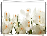 Białe, Kwiaty, Krokusy, Białe, Tło, Zbliżenie