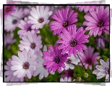 Kwiaty, Stokrotki afrykańskie, Białe, Fioletowe, Zbliżenie