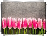 Biało-różowe, Tulipany, Szare, Tło