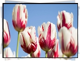 Tulipany, Biało, Czerwone