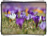 Biały, Krokus, Rozmyte, Fioletowe, Krokusy
