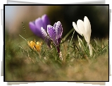 Biały, Fioletowe, Żółte, Krokusy, Kwiaty