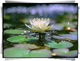 Bialy, Kwiat, Lilia wodna