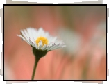 Stokrotka, Biały, Kwiat