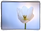 Tulipan, Biały, Kwiat