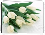Bukiet, Białych, Tulipanów
