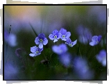 Polne, Błękitne, Kwiatuszki