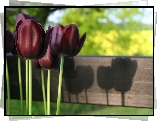 Bordowe, Tulipany, Deska, Odbicie, Rozmyte, Tło