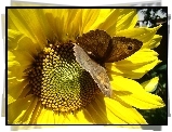 Słonecznik, Brązowy, Motyl