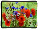 Bukiet, Polnych, Kwiatów, Maki, Chabry, Rumianki