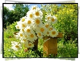 Kwiaty, Bukiet, Margerytki