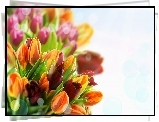Kwiaty, Bukiet, Tulipany
