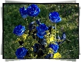 Bukiet, Niebieskie, Róże, Żółte, Kwiaty