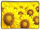 Bukiet, Sloneczniki