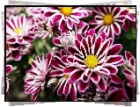 Piękne, Chryzantemy, Różowe