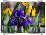 Kwiaty, Ciemnoniebieskie, Irysy