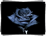 Czarna, Róża