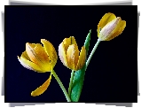 Żółte, Tulipany, Czarne, Tło