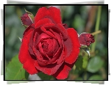 Czerwona, Rozkwitnięta, Róża, Pąki