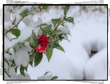 Czerwona, Róża, Śnieg