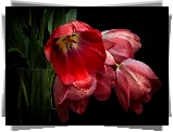 Czerwone, Tulipany, Kwiaty, Wazon, Czarne tło