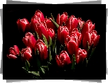 Czerwone, Tulipany, Czarne tło