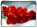 Czerwone, Gladiole