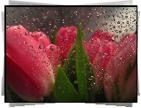 Czerwone, Tulipany, Szyba, Krople, Deszcz