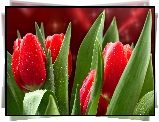 Czerwone, Tulipany, Krople, Wody