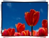 Niebo, Czerwone, Tulipany