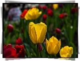 Żółte, Czerwone, Tulipany