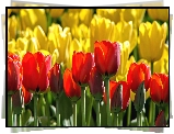 Żółte, Czerwone, Tulipany