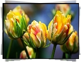 Żółto, Czerwone, Tulipany