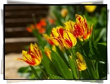 Żółto, Czerwone, Tulipany