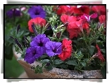 Czerwone, Fioletowe, Petunie, Donica