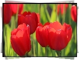 Rozwinięte, Czerwone, Tulipany